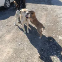 حیوانات|سگ|رباط‌کریم, شهرک صنعتی زواره‌ای|دیوار
