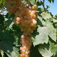 نهال انگور فخری|خدمات باغبانی و درختکاری|کامیاران, |دیوار