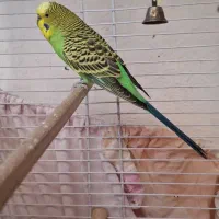 مرغ عشق نر|پرنده|زرقان, |دیوار