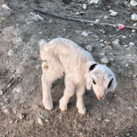 فروش یک راس بره شیری نر سالم|حیوانات مزرعه|جره و بالاده, |دیوار