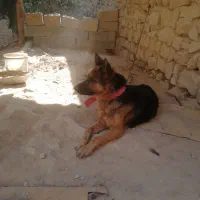 واگذاری ماده ژرمن|سگ|جهرم, |دیوار