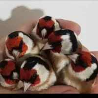 سهره داغسر (سرسیاه)|پرنده|مبارکه, |دیوار