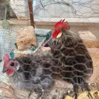 تخم مرغ نطفه دارابریشمی ومرغ وخروس تخم گذاروجوجه|حیوانات مزرعه|قم, حاج خلیل|دیوار