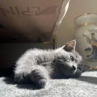 بچه گربه اسکاتیش|گربه|سهند, |دیوار