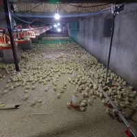 کارگر مرغداری گوشتی