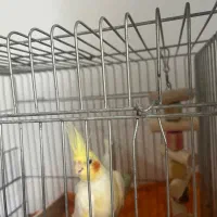 عروس هلندی ماده|پرنده|رشت, منظریه|دیوار