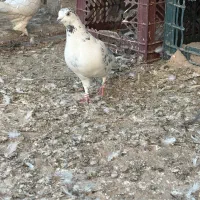 چراغ  کفتر|چراغ خواب و آباژور|یزد, |دیوار