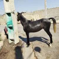 مادیان