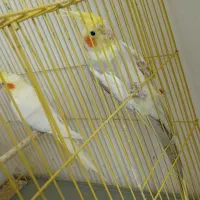 عروس هلندی تخم گزار