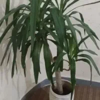 گاز وگل یوکا|اجاق گاز و لوازم برقی پخت‌وپز|بندر کنگان, |دیوار