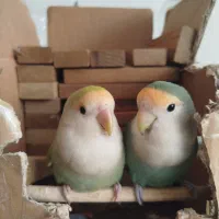 طوطی کوتوله برزیلی جفت