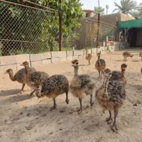 جوجه شترمرغ دو هفته ای