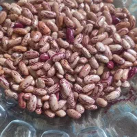 پاچ باقلا محلی تازه خشک شده درشت مخصوص کاشت|خوردنی و آشامیدنی|بندر انزلی, طالب آباد|دیوار
