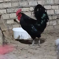 ملاشیه
