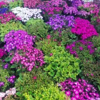 گل سینری|گل و گیاه طبیعی|پاکدشت, پاکدشت (مامازند)|دیوار