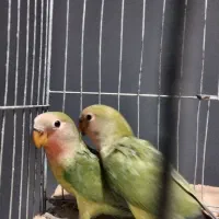 کوتوله برزیلی