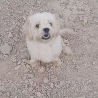 سگ پاکوتاه نر معاوضه