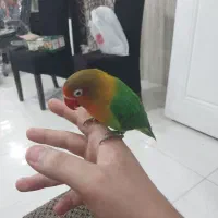 یک عدد برزیلی