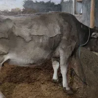 دوتا گاو ابستن