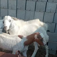 نری جوان|حیوانات مزرعه|تخت, |دیوار