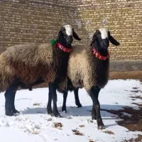 گوسفند زنده جهت تمامی مراسمات.با قصاب گوسفند خونی|حیوانات مزرعه|مشهد, نوفل لوشاتو|دیوار