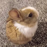 خرگوش|موش و خرگوش|بوشهر, |دیوار