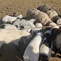 میش زاییده با برّه