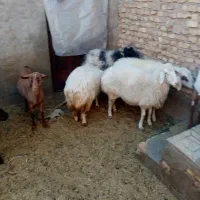 میش آبستن|حیوانات مزرعه|یزد, |دیوار