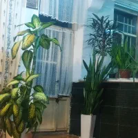 گل زیبا دیفن