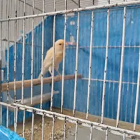 قناری نر دورگ فر ریزخون|پرنده|سبزوار, شهدا|دیوار
