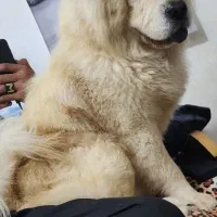 جنسیت نر|سگ|هندیجان, |دیوار