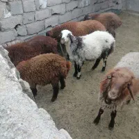 تعداد 6راس بره نر