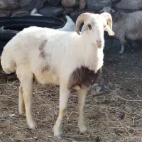 قوچ بذر  چینی شاخی
