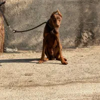 سگ دوبرمن تیپ اروپایی|سگ|شهریار, رامین|دیوار