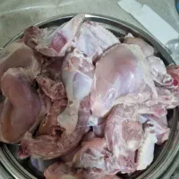 مرغ برای حیوانات