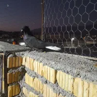 کبوتر|پرنده|داراب, |دیوار