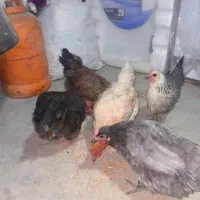 مرغ جوجه باروک