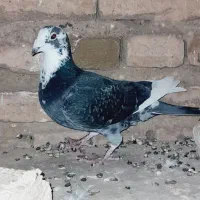 مسافتی|پرنده|اهر, |دیوار