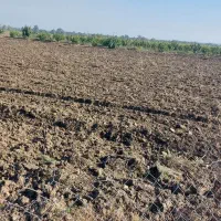 اجاره ۱هکتار جهت کشت سیب زمینی