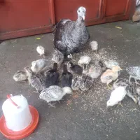 بچه بوقلمون