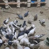 کبوتر پرنده هفت رنگ|پرنده|خرمدشت, |دیوار