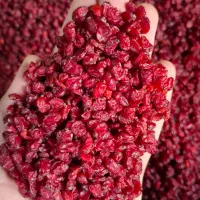 زرشک خوش دانه