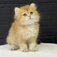 بریتیش گلد ny12