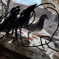 یک نر سبز اتم