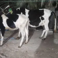 گاو ابستن با گوساله ماده بزرگ|حیوانات مزرعه|شادگان, |دیوار