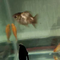 پمپ اکسیژن رایگان|ماهی|شیراز, شهرک فرهنگیان|دیوار