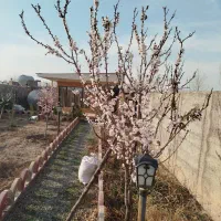 فروش فوری  فوری باغچه در گلزار|فروش خانه و ویلا|پاکدشت, پاکدشت (مامازند)|دیوار