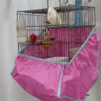 سهره نر رام تازه بالغ پا سفید شیرین بخون|پرنده|رشت, شهرک قدس|دیوار