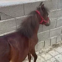 اسب پونی فلا بلا