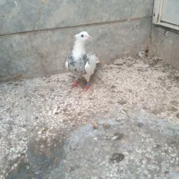 طوقی ماده الماسی